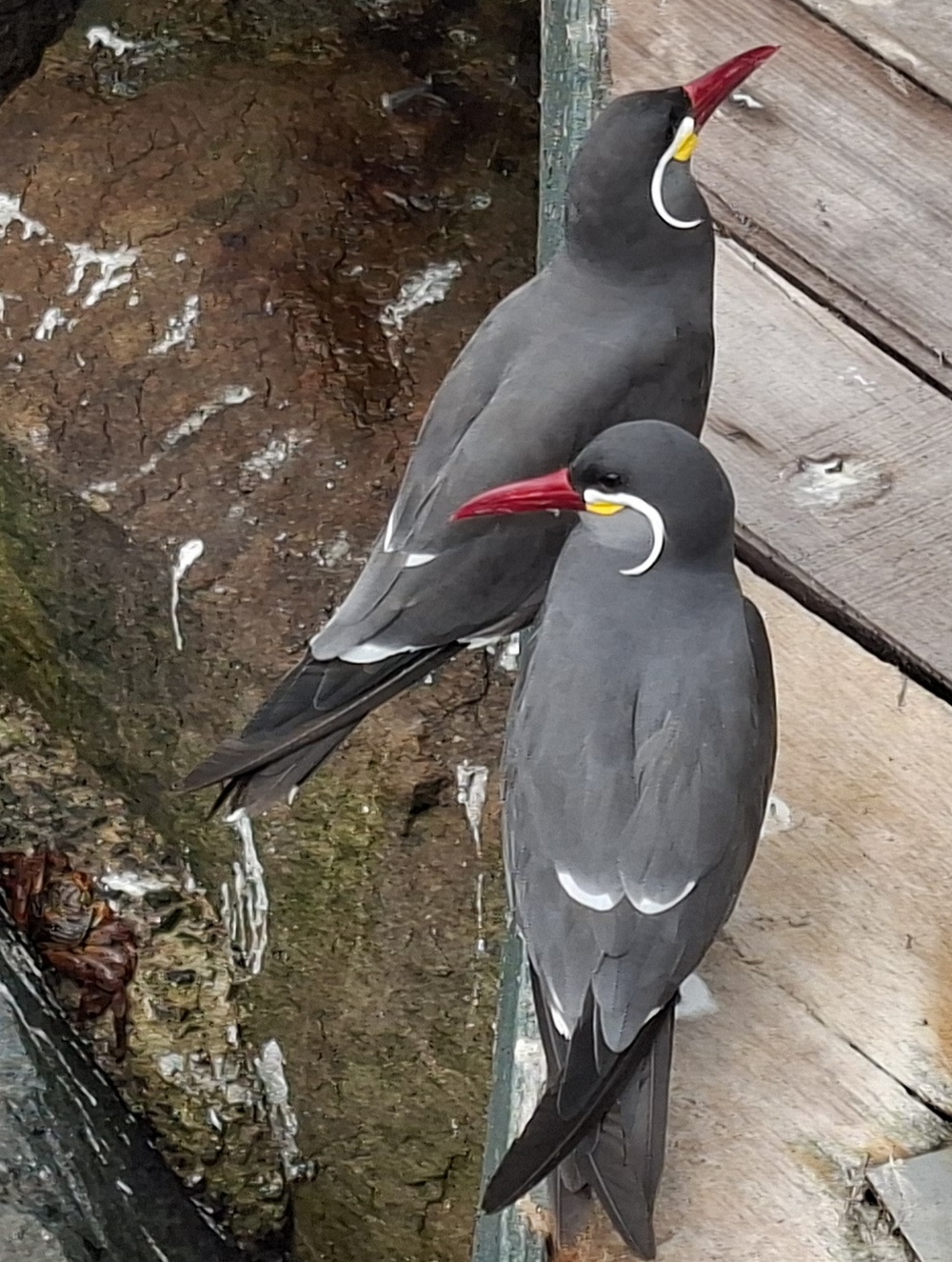 2026-03-24 Callao 20260324_135436_ji.jpg